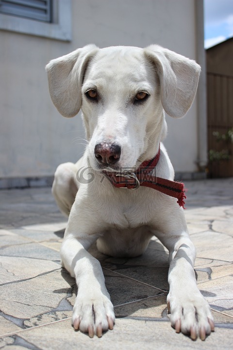 狗,動物,家畜