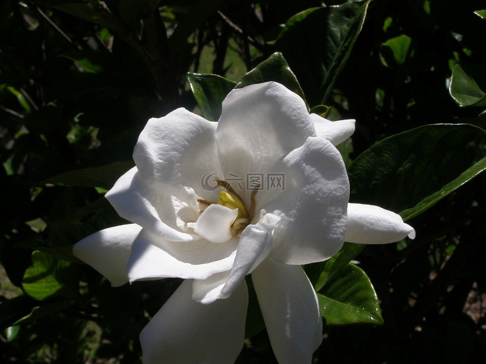 花,鮮花,白