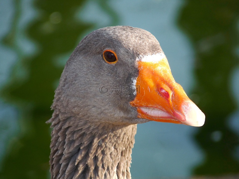 鵝,鳥,動(dòng)物