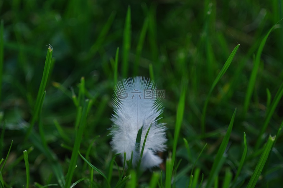 春天,向下,白