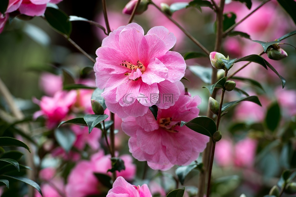 粉紅色,茶花,花