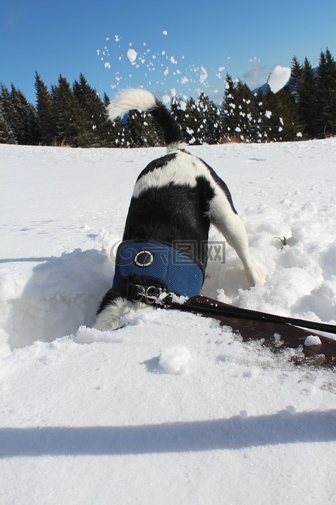 寒冬,雪,狗