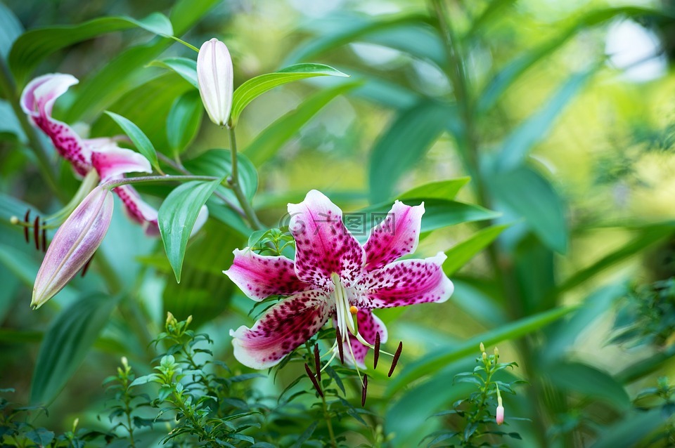 百合,花,粉紅色