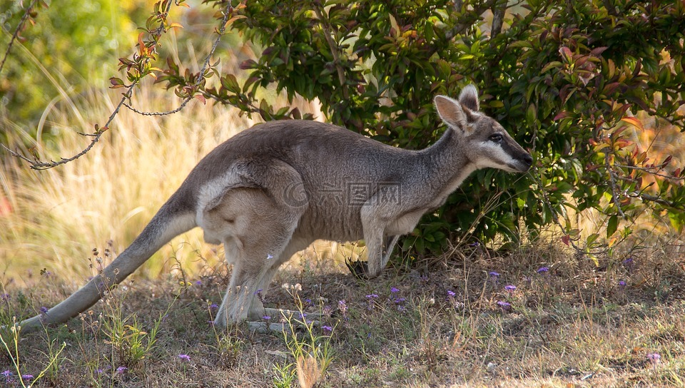 长尾蜥袋鼠,漂亮的脸袋鼠,macropus parryi