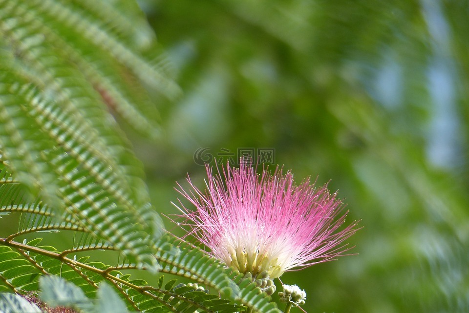 合歡花,夏季,粉色