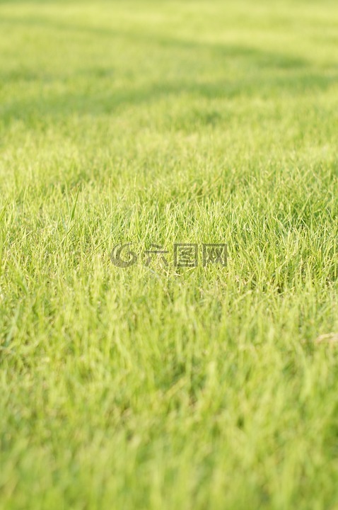 草,綠,新鮮
