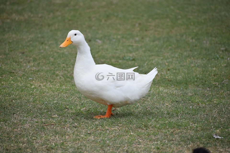 鴨,白,動物
