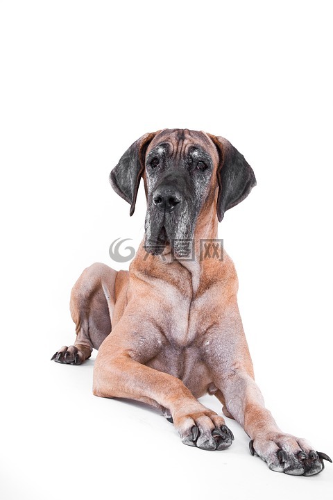 狗,大丹犬,躺在