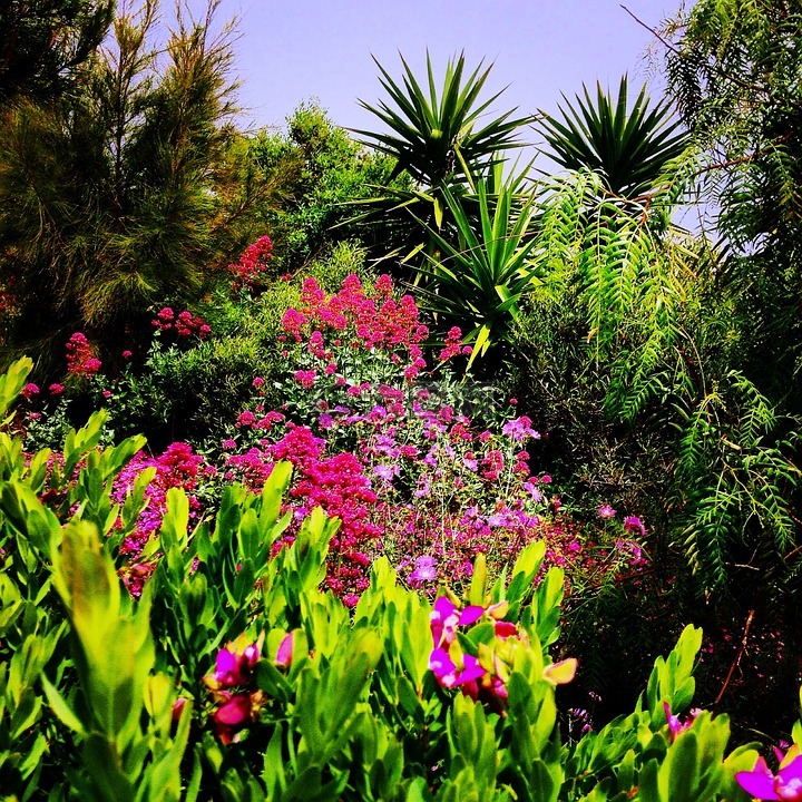 花園,植物,性質(zhì)