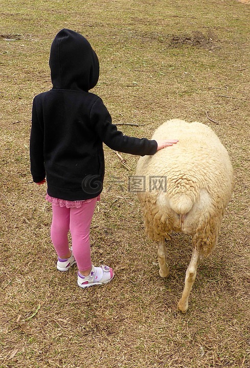 友谊,儿童,羊