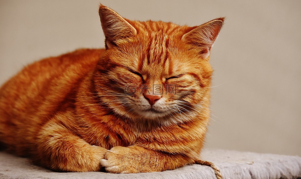 猫,宿醉,红色