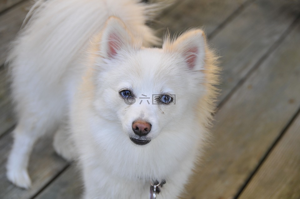狗,博美犬,白