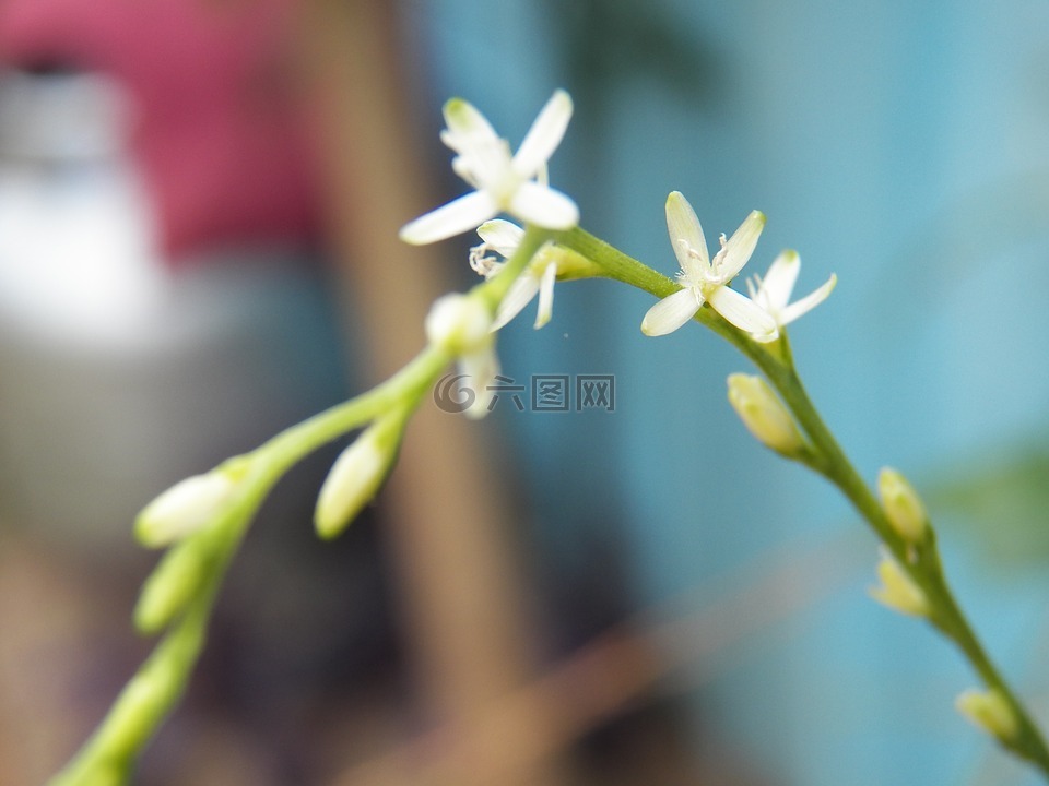 幾內亞,花白,宏
