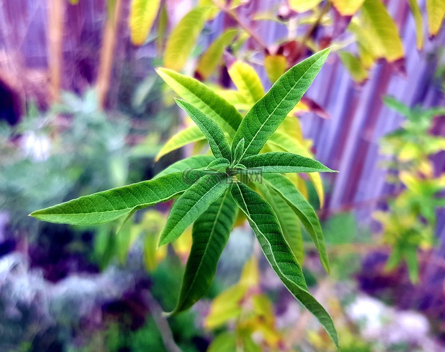 綠色,路易莎,薄荷