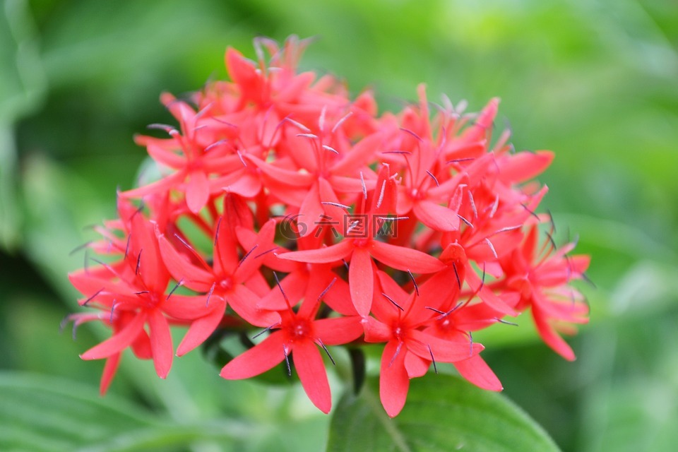 紅色的花,鮮花,野生花卉