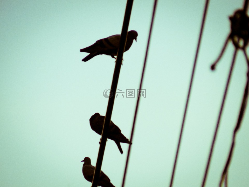 側(cè)影,天空,鳥