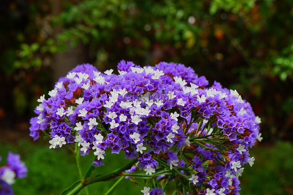 翅灘丁香,花,開(kāi)花