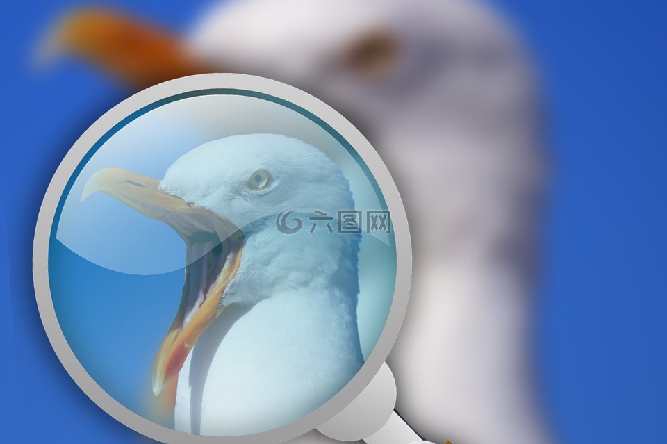 海鷗,放大鏡,鳥