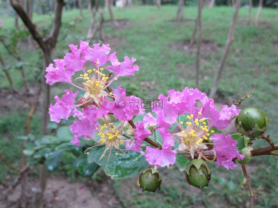 堤角,公园,花