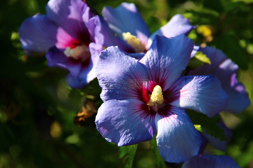 鲜花,秋季,花园