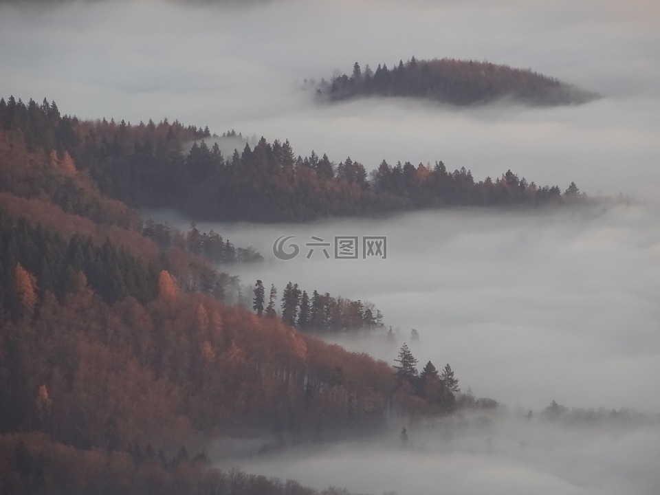 霧,森林,秋季