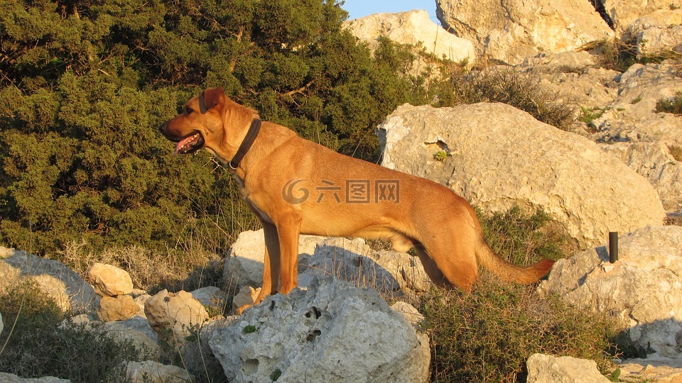 狗,警報,準備就緒