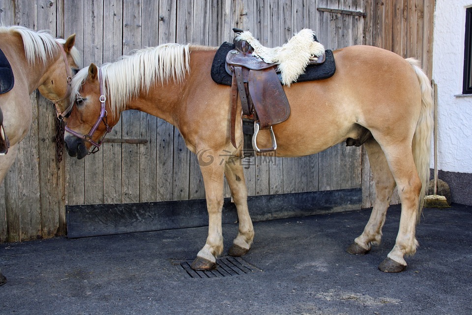 馬,haflinger,性質(zhì)