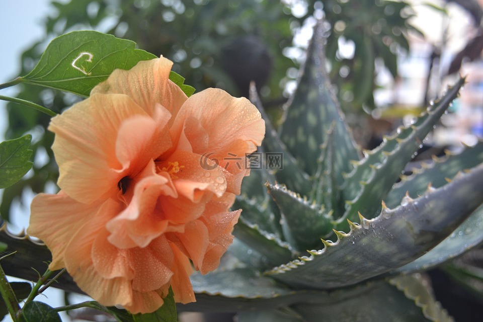 花,性質(zhì),老鸛草