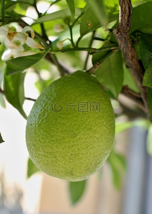 檸檬,樹(shù),葉子