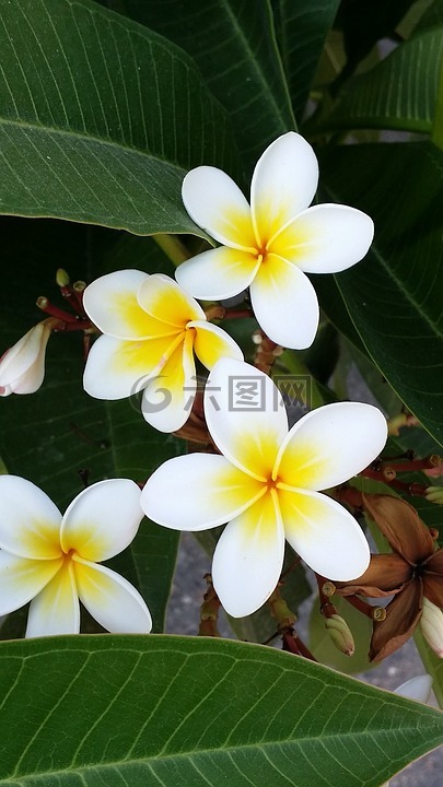 花,克里特島,假期
