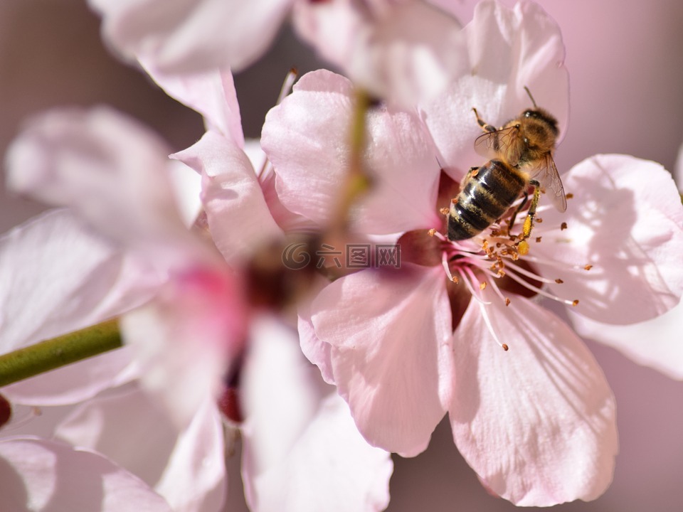蜜蜂,花卉,春天