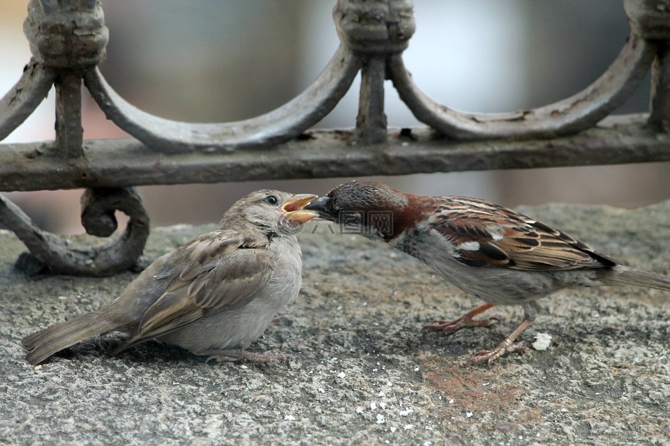 鳥,imbeccare,吃