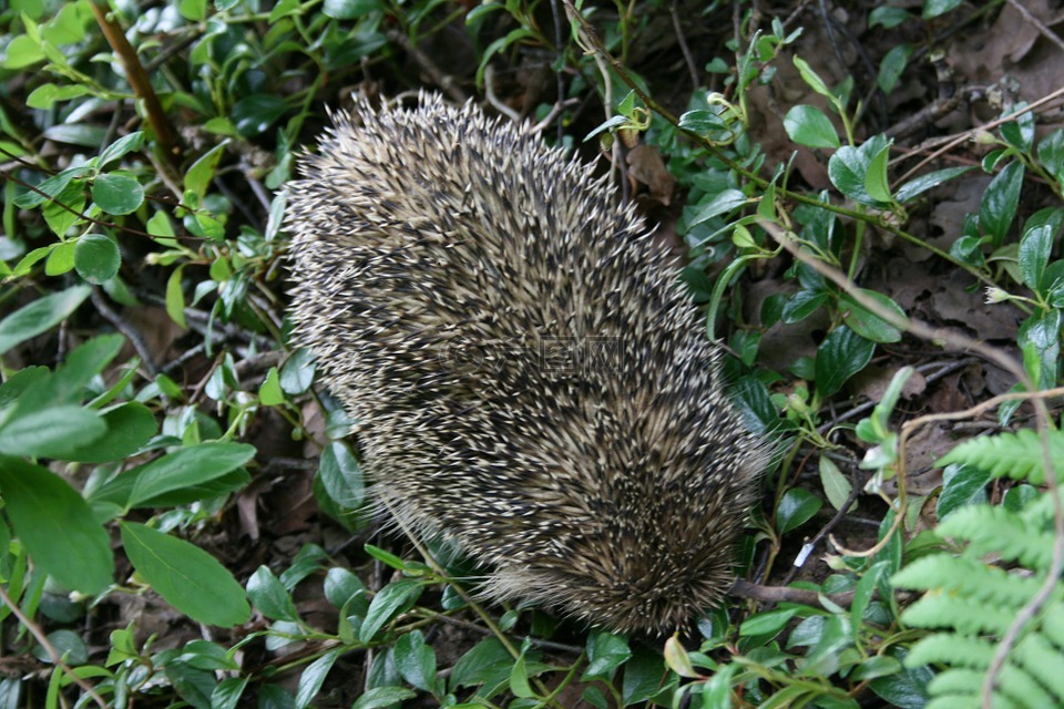 刺猬,性質(zhì),動物