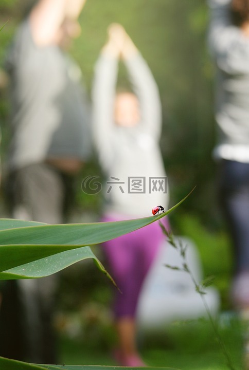 冥想,純度,動物