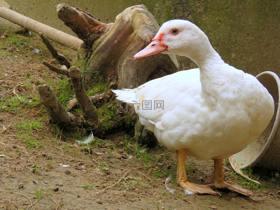 鸭,鸭子飞,白