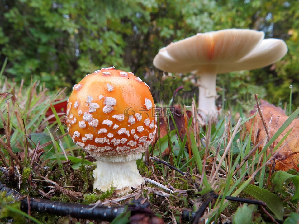 鹅膏菌蘑菇,菌类,森林