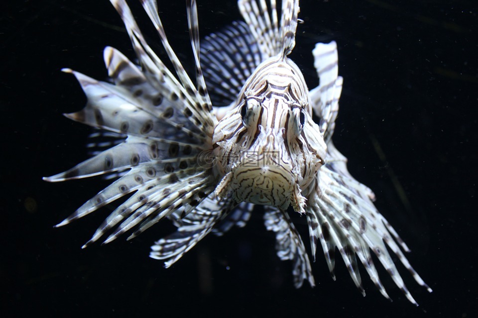 紅色火災(zāi)魚,獅子魚,魚