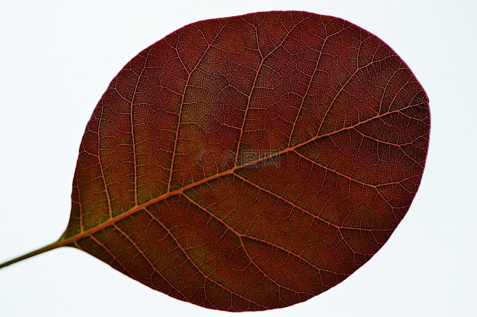 葉子,廠,性質(zhì)