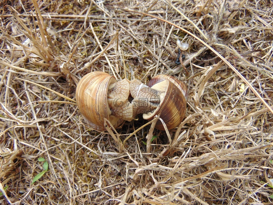蜗牛,交配,草