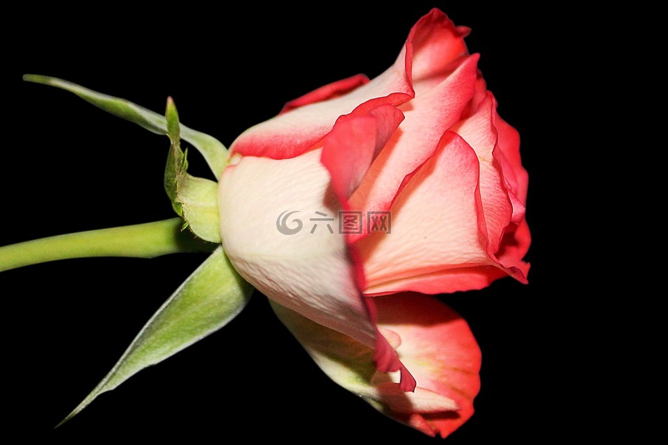 玫瑰,开花,花