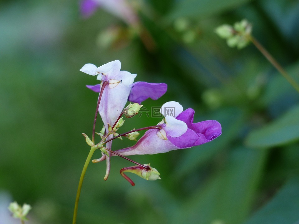 鮑爾弗 jewelweed,鳳仙 balfourii,花