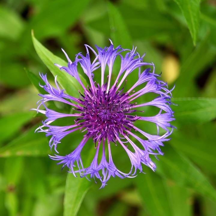 山矢車菊,藍(lán)色的花,矢車菊