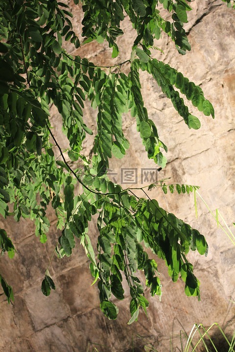 燈光,樹木,樹葉