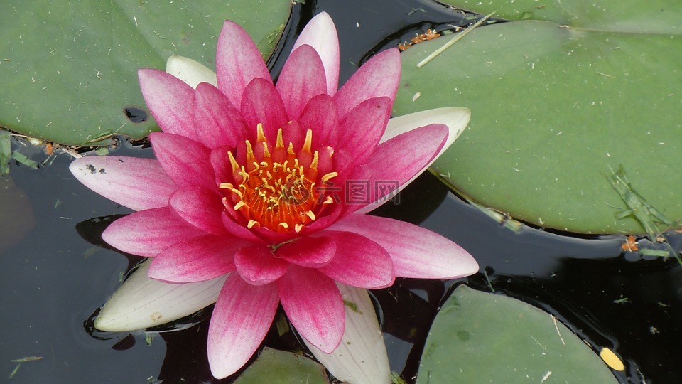 水百合,百慕大,粉紅色的花