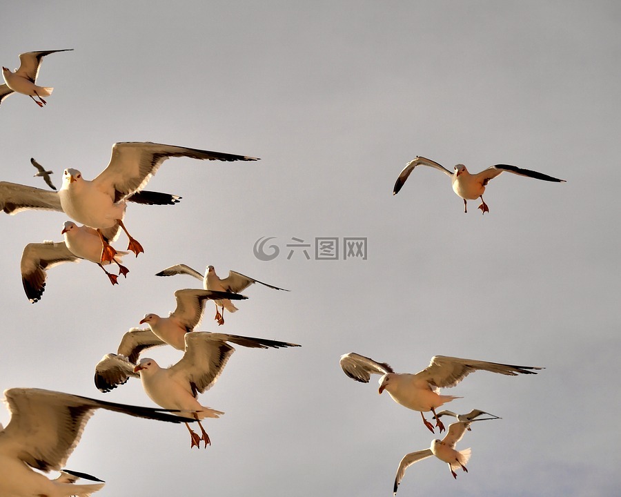 海鷗,海,鳥