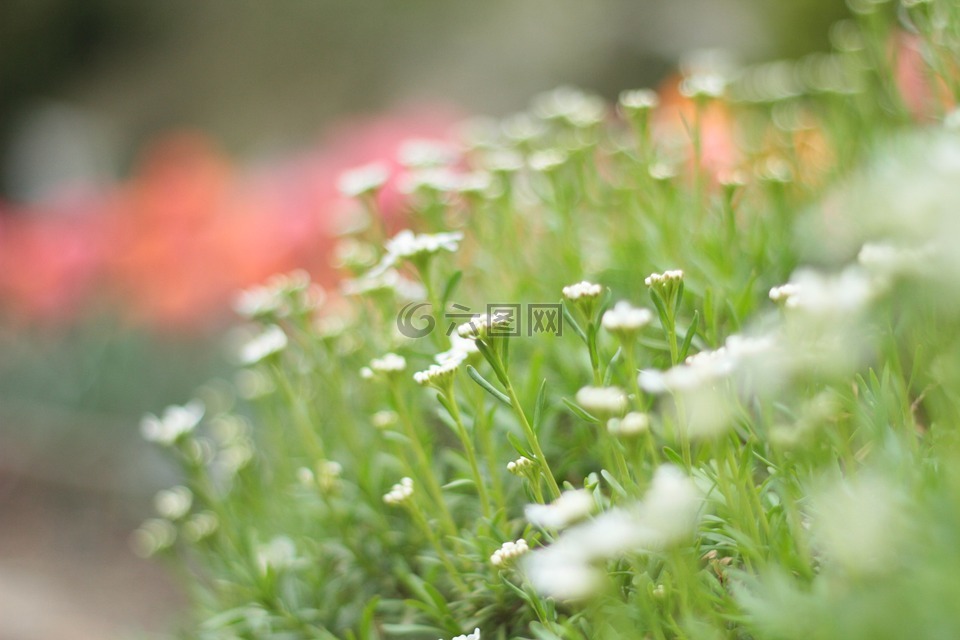 花,花園,夏天