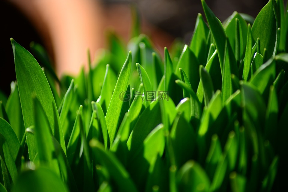 風信子,春,新的增長