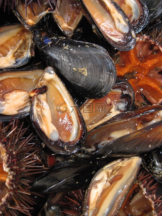 貽貝,海鮮,食用