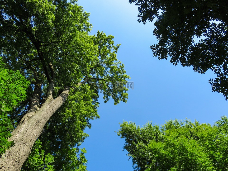 性質(zhì),景觀,樹