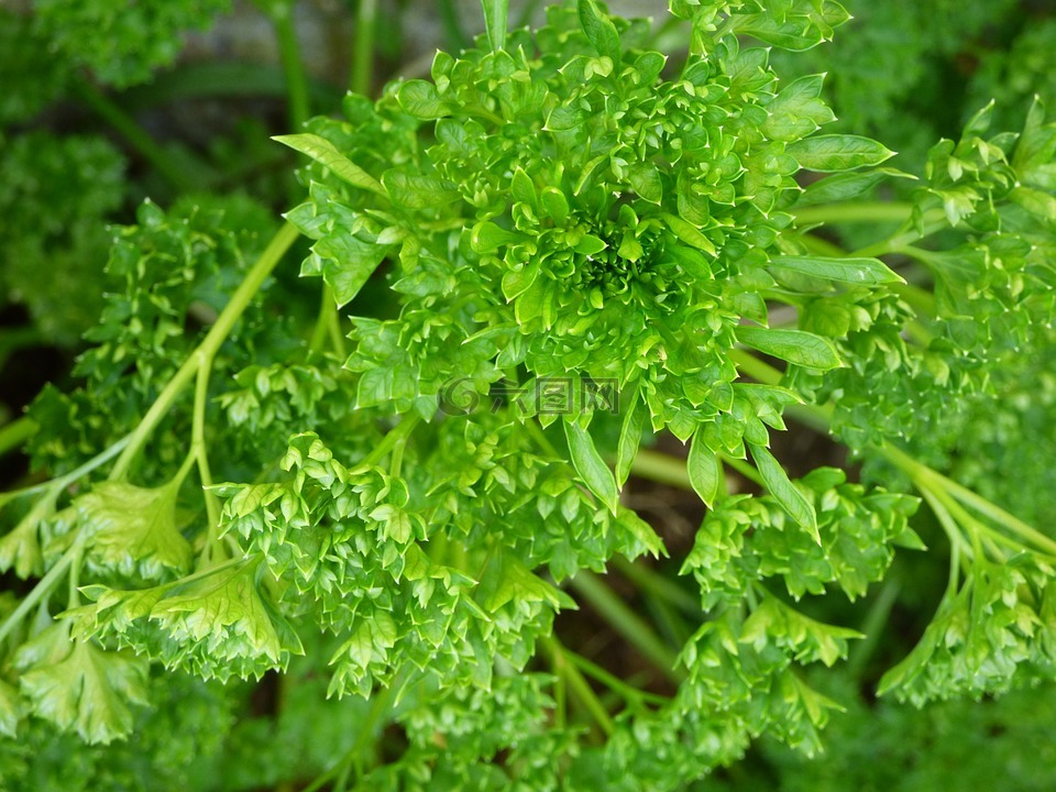 欧芹,绿色,草本植物